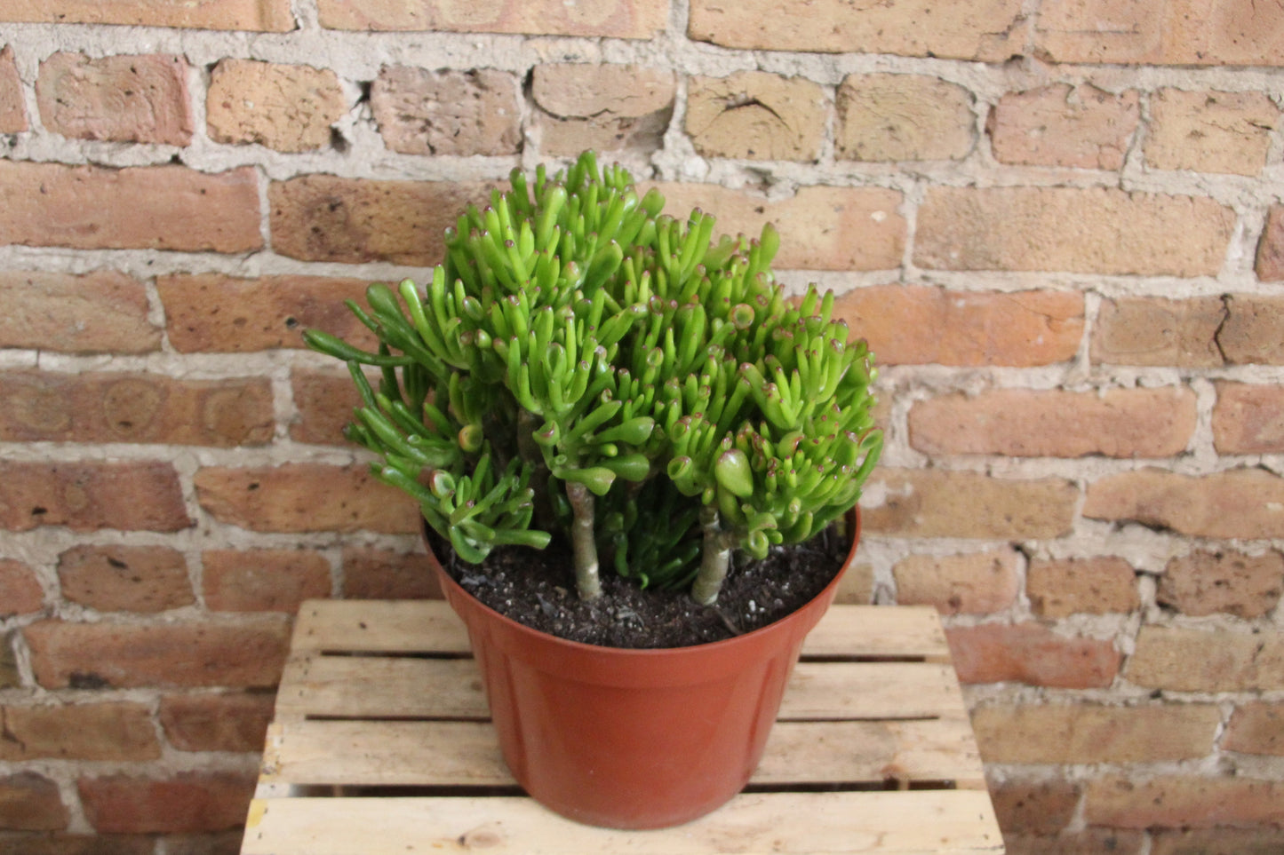 Crassula Ovata 'Jade Plant'