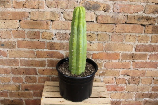 San Pedro Cactus