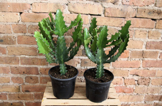 Euphorbia Lactea Cactus