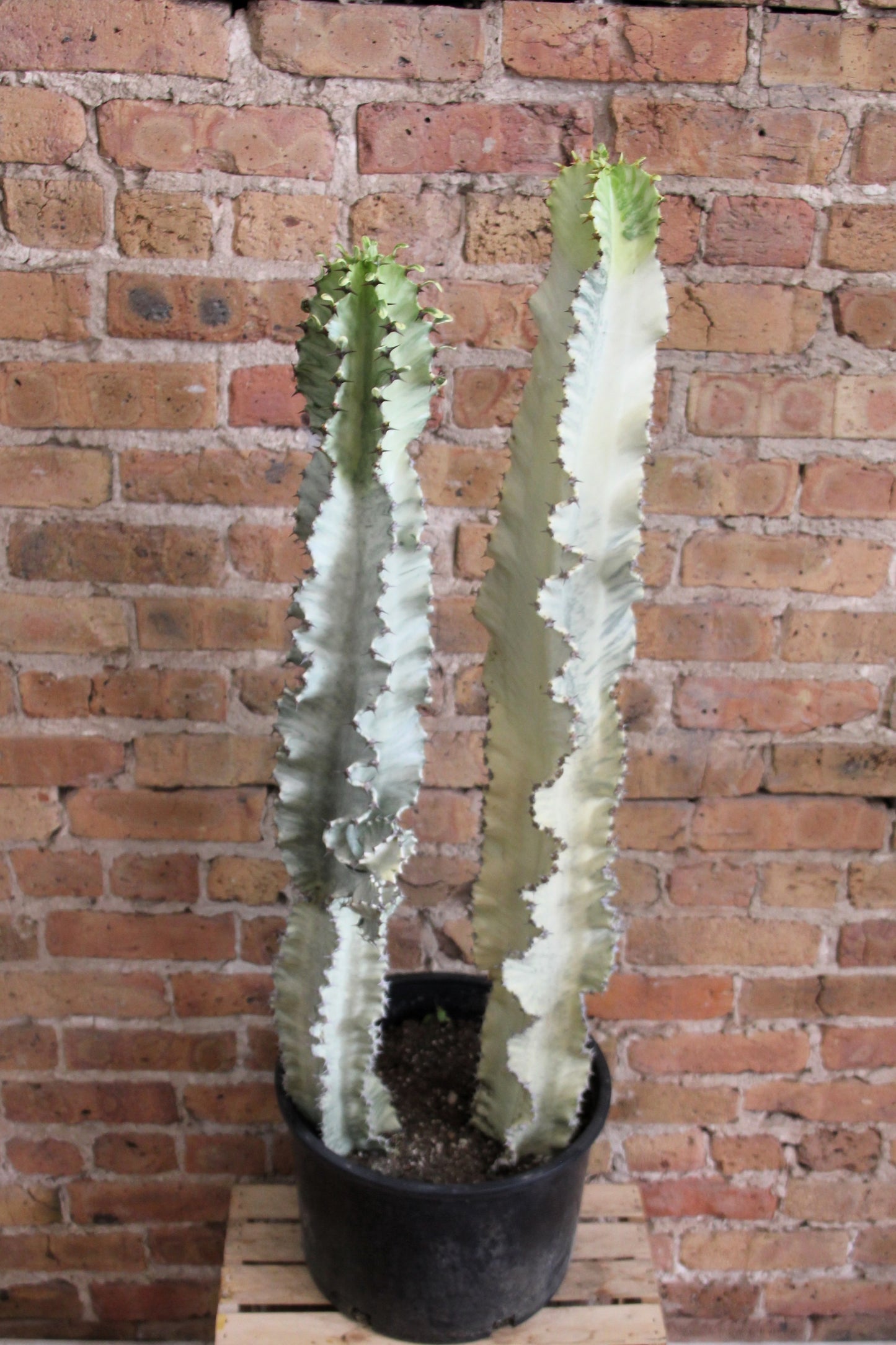 Euphorbia Ammak Cactus