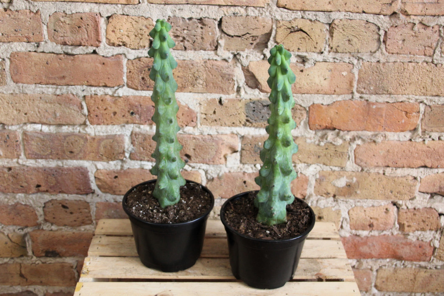boob succulent Boobie Cactus