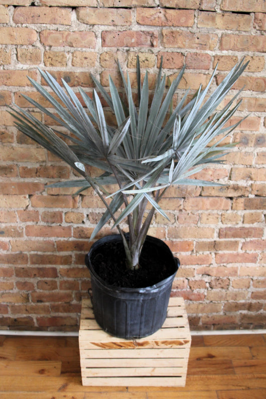 Bismarckia Palm