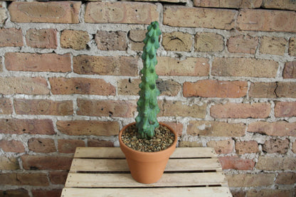 Boobie Cactus - Myrtillocactus Geometrizans Fukurokuryuzinboku