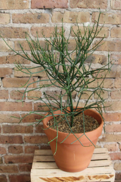 images of pencil cactus Euphorbia Tirucalli 'Pencil Cactus' – Chicago Plants