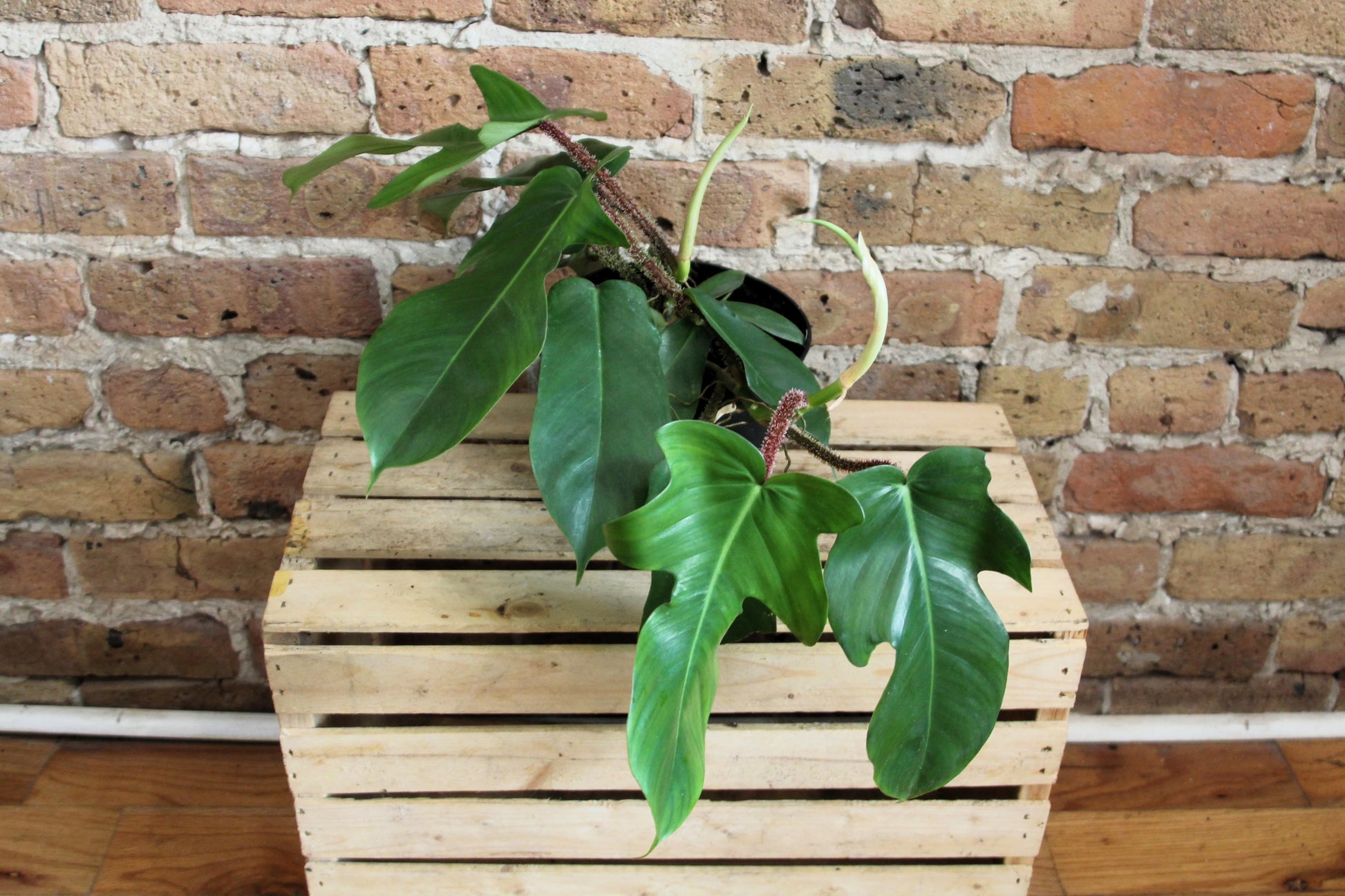 philodendron squamiferum poepp. Philodendron Squamiferum – Chicago Plants