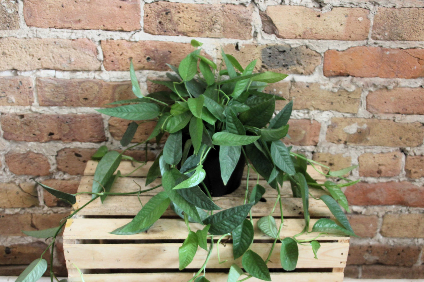Pothos Cebu Blue