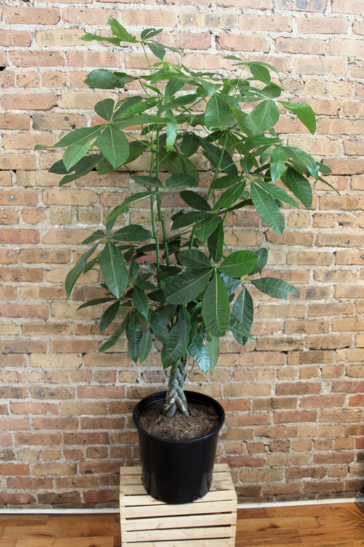 Money Tree