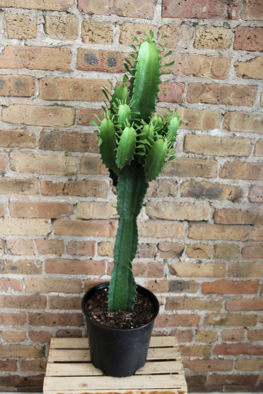 Euphorbia Acurensis