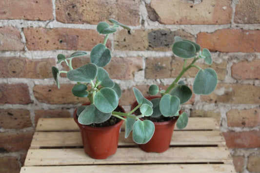 Peperomia Incana 'Felted'