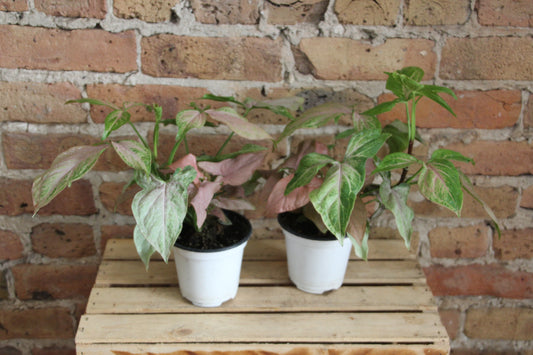 Syngonium 'Pink Perfection'