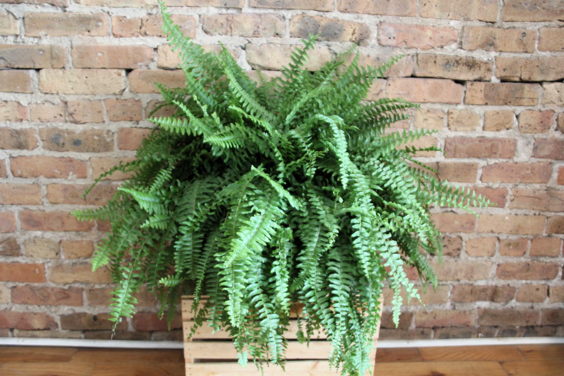 hanging fern plant indoor Boston Fern – Chicago Plants