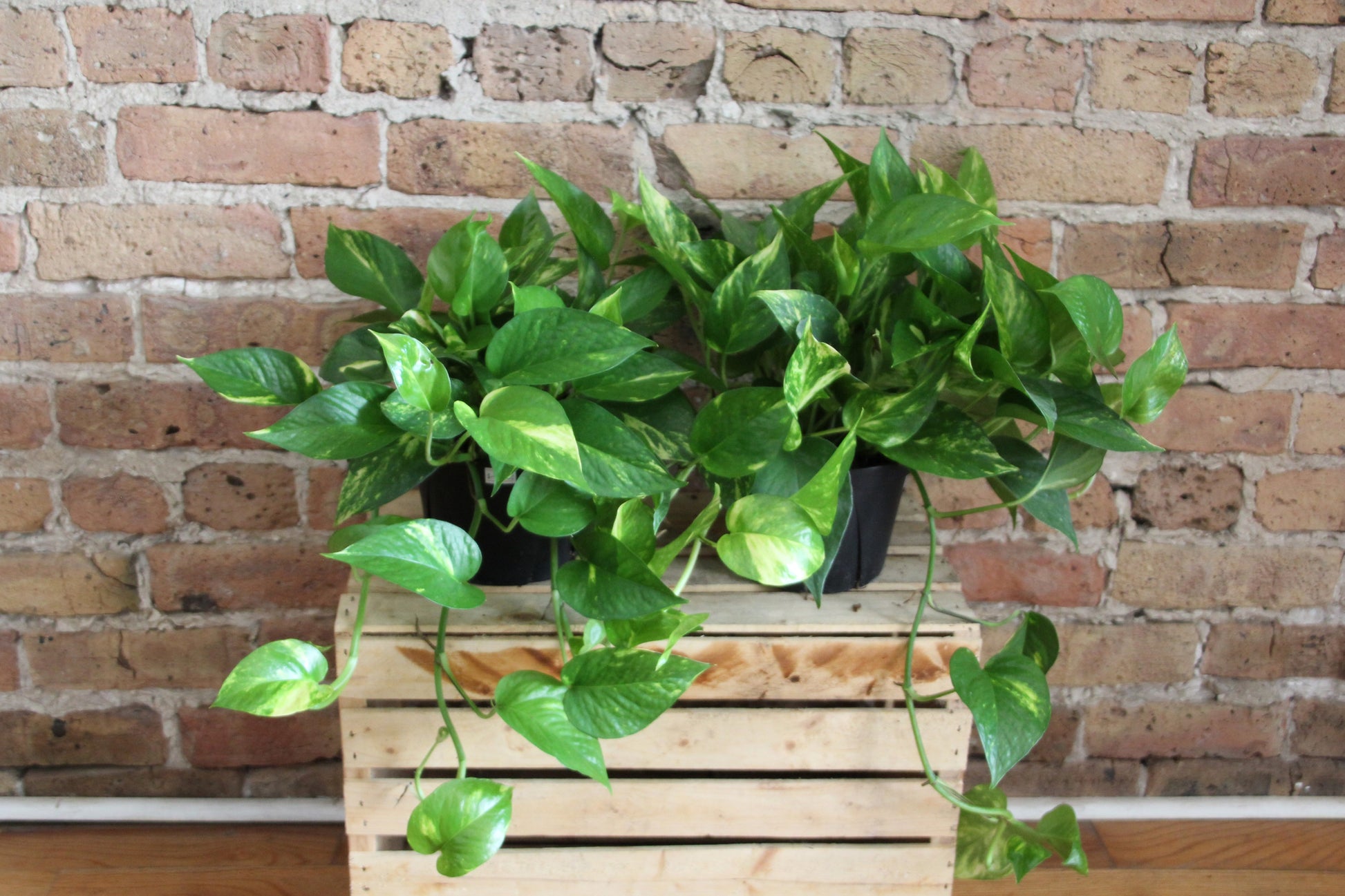 pothos golden wg Pothos Golden – Chicago Plants