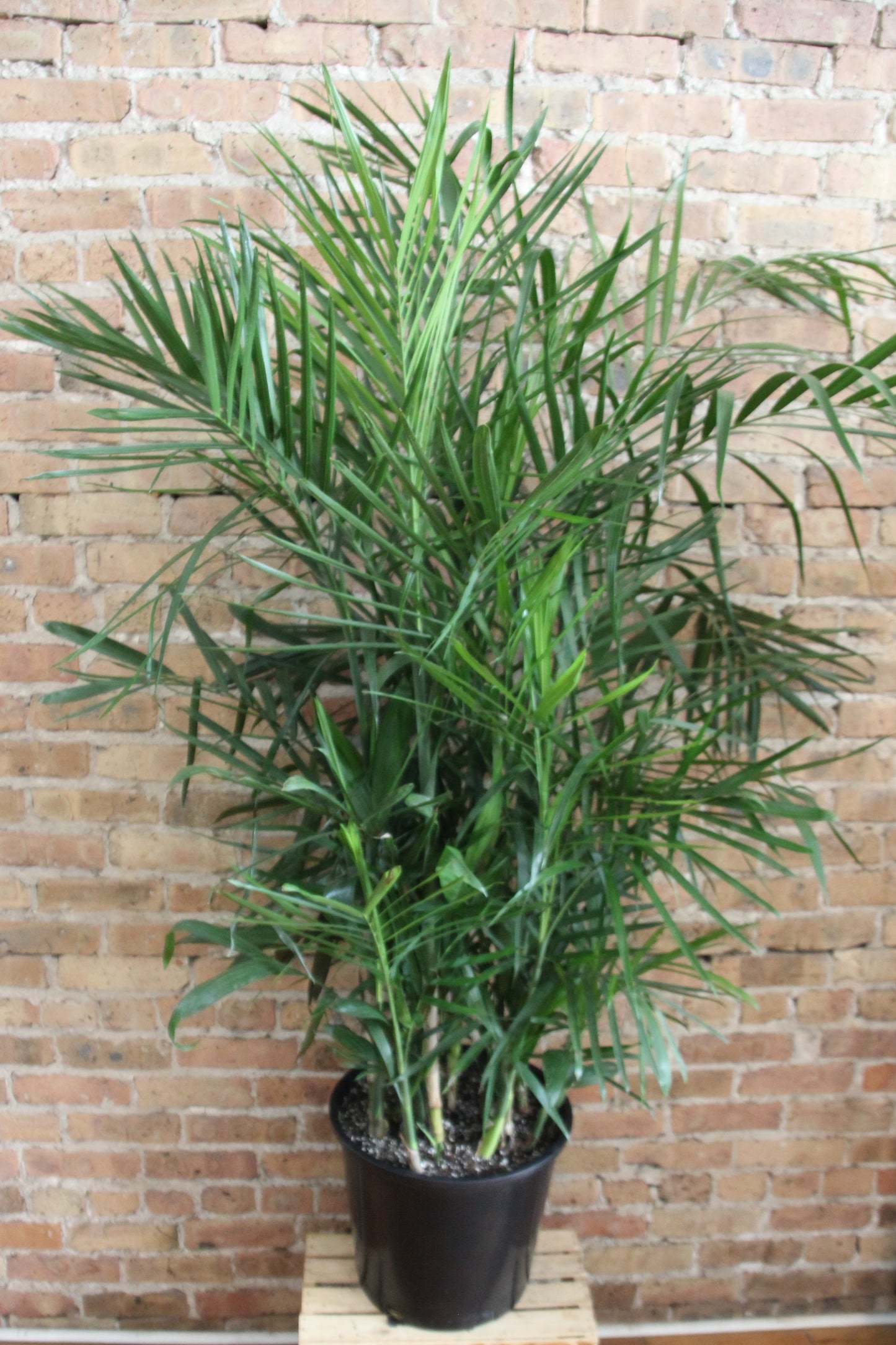 Chamaedorea 'Bamboo Palm'