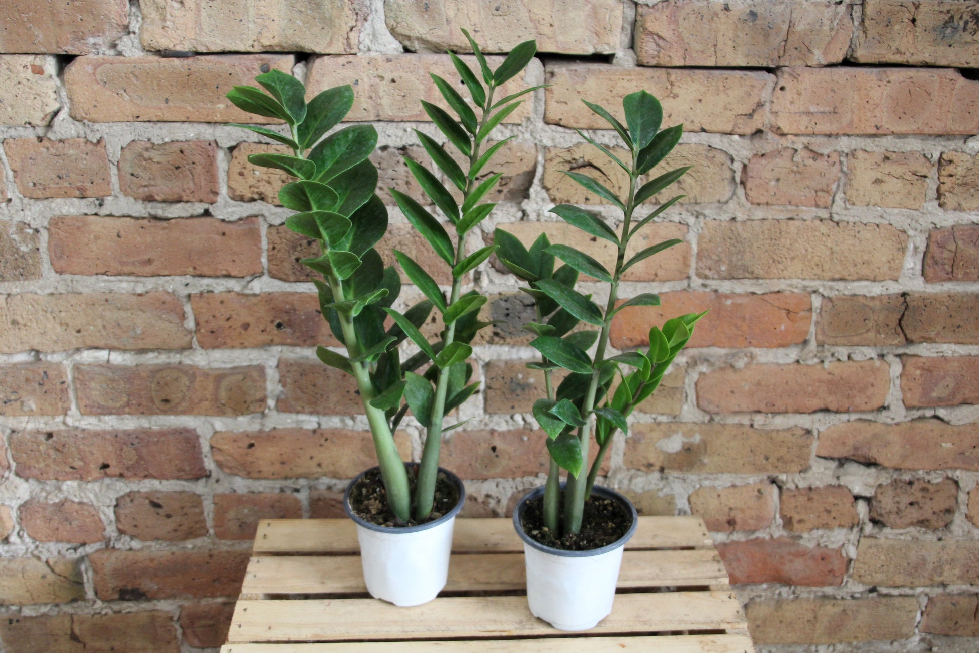 zz plant chicago ZZ Plant