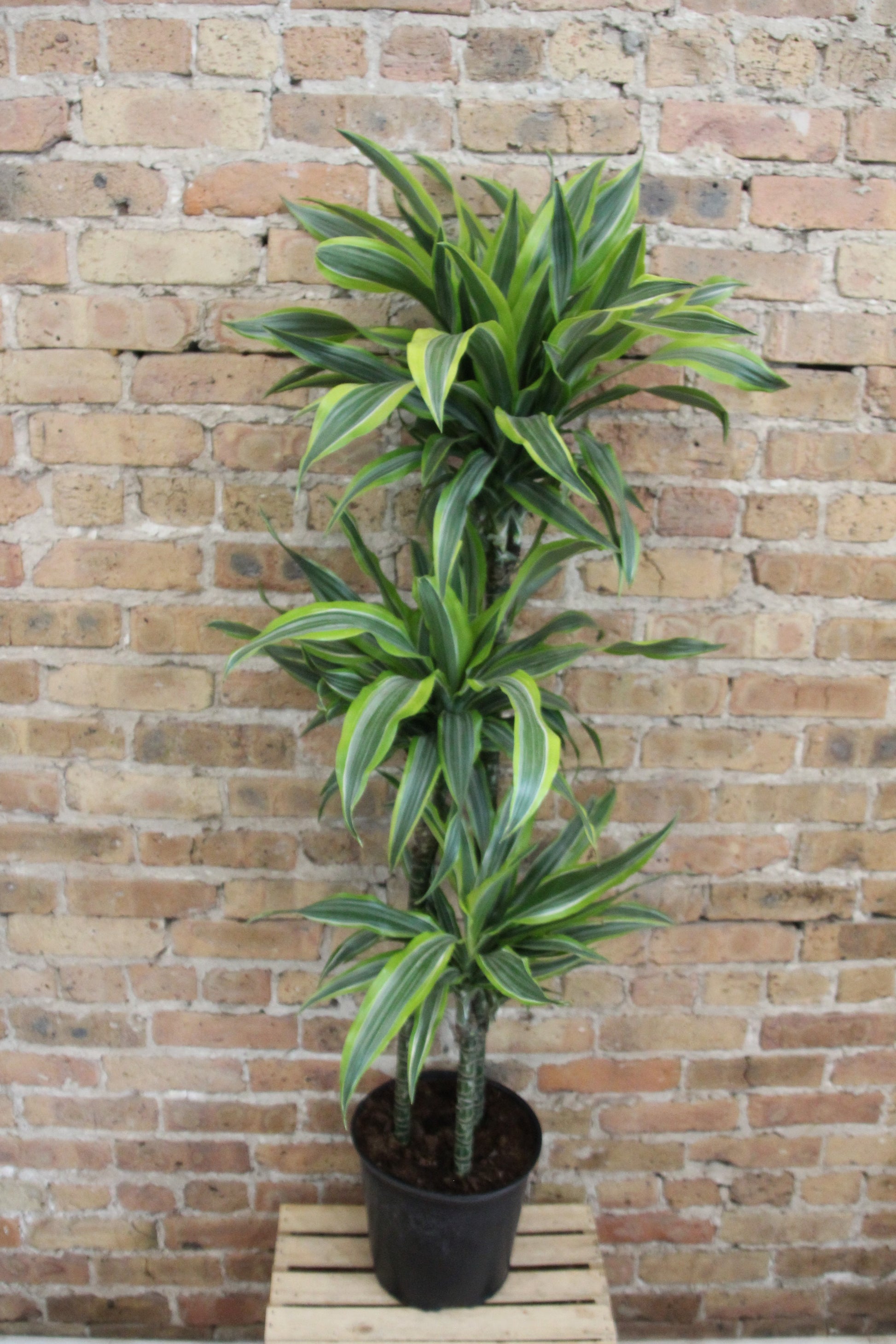 dracaena stardust Dracaena Gold Star – Chicago Plants