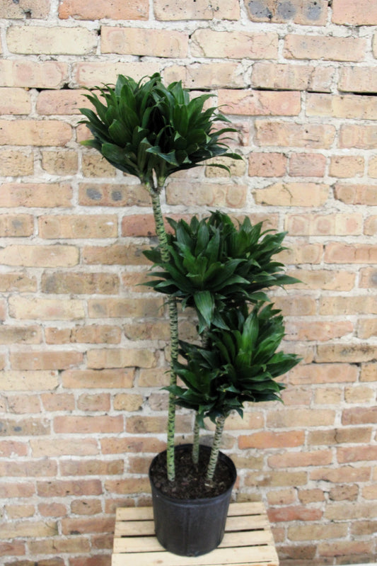 Dracaena Compacta 'Twister'