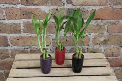 long lucky bamboo Lucky Bamboo