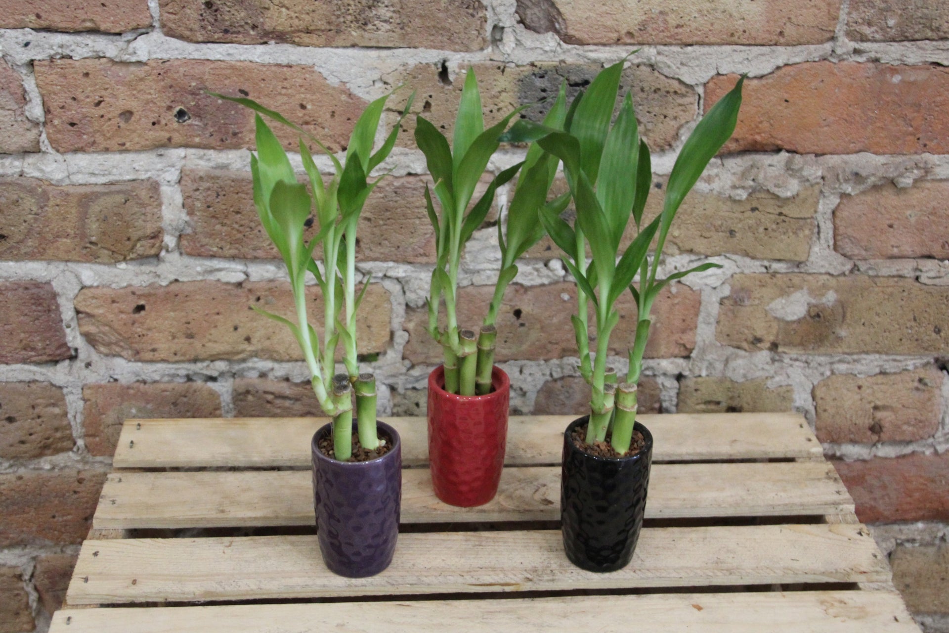 lucky bamboo chicago Lucky Bamboo