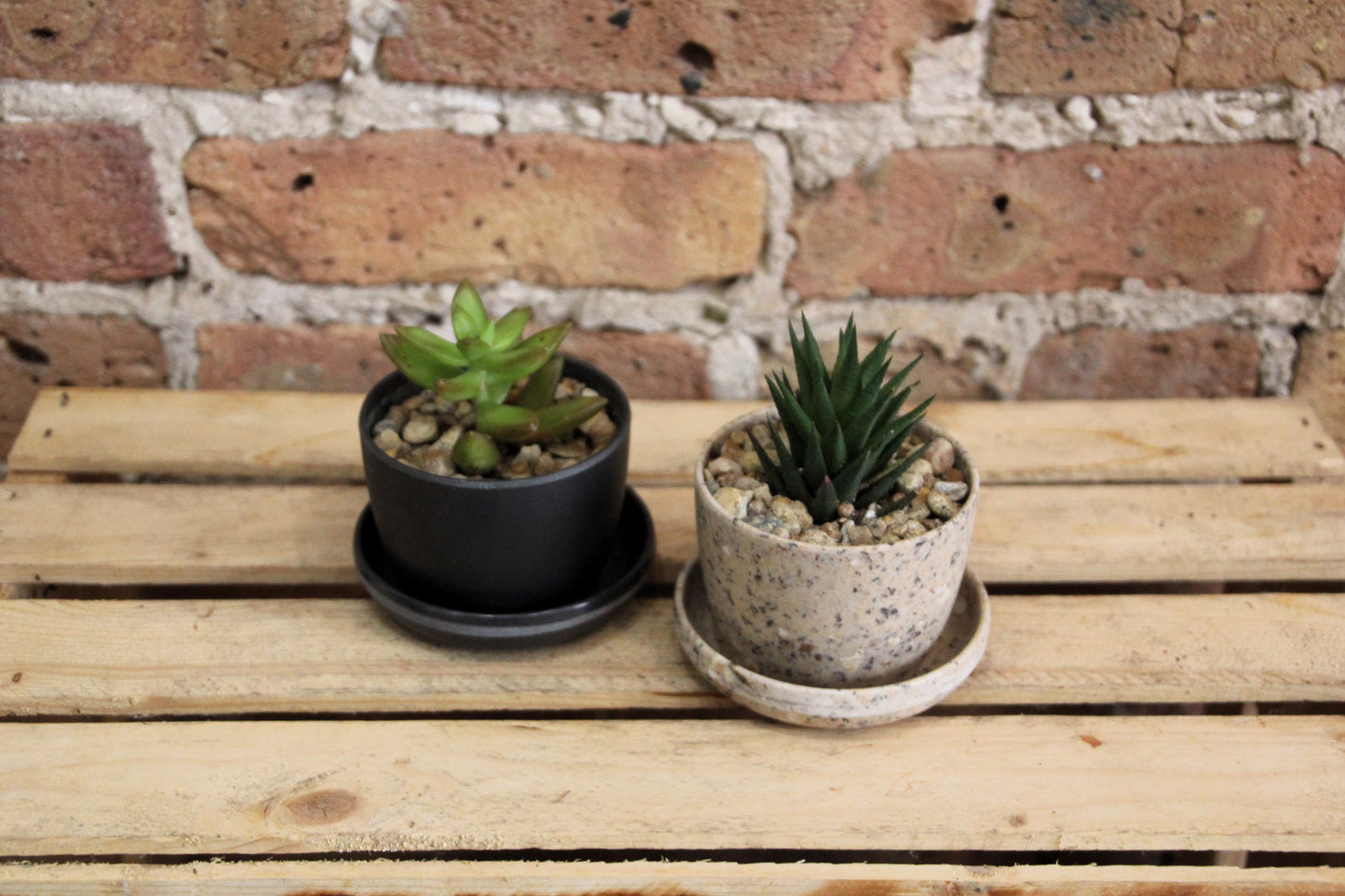 Succulents - Assorted