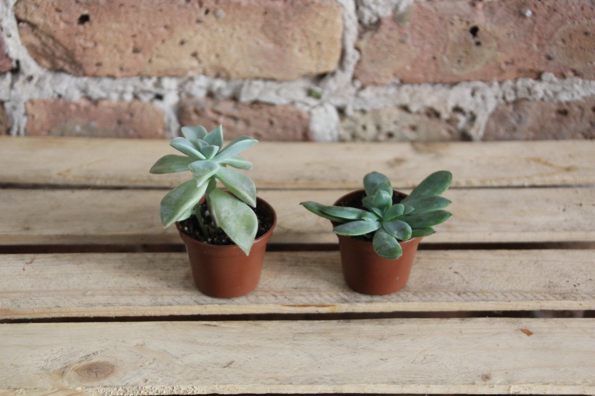 buy succulents chicago Succulents