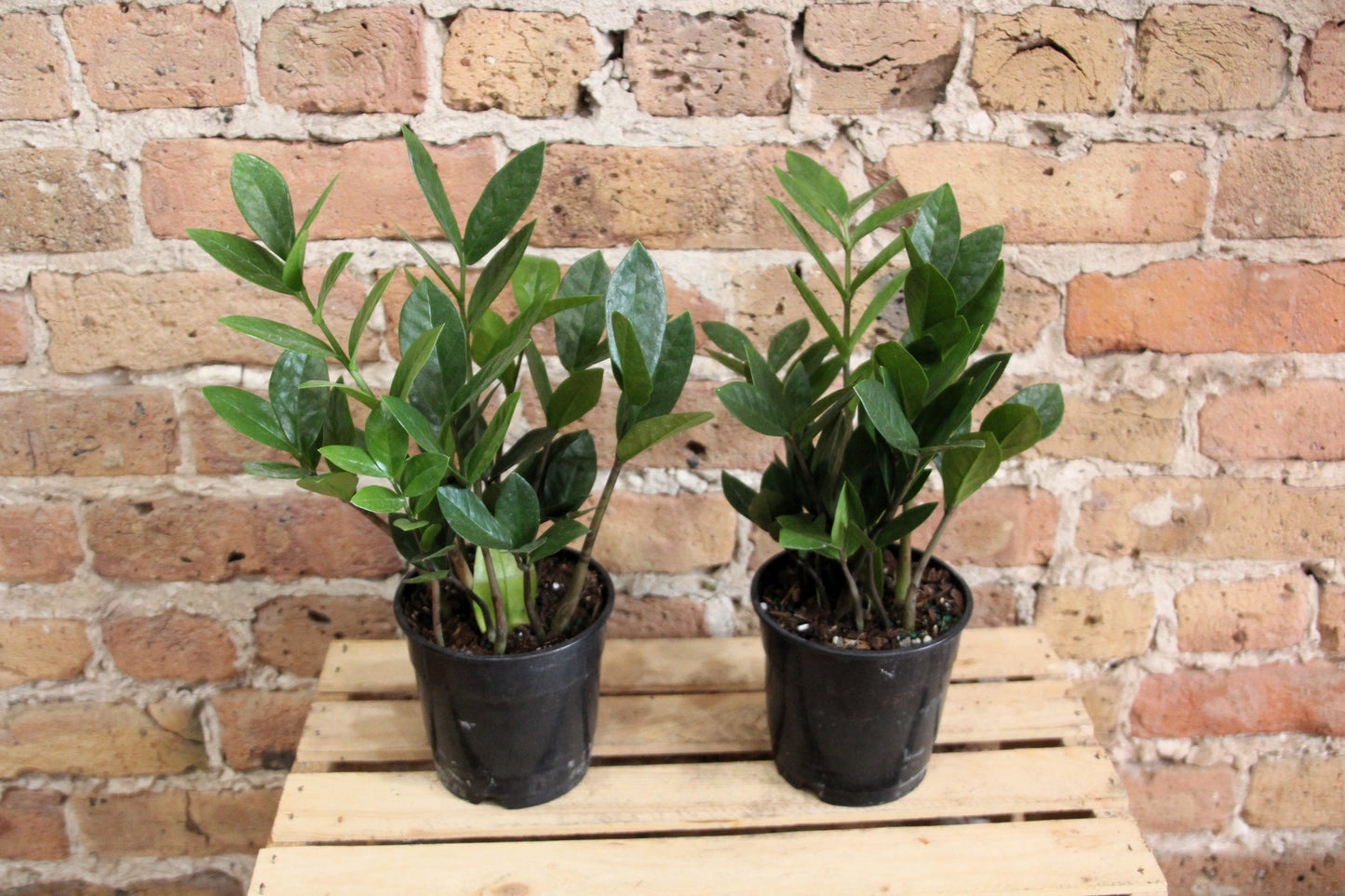 gabriellas plants zz ZZ Plant – Chicago Plants