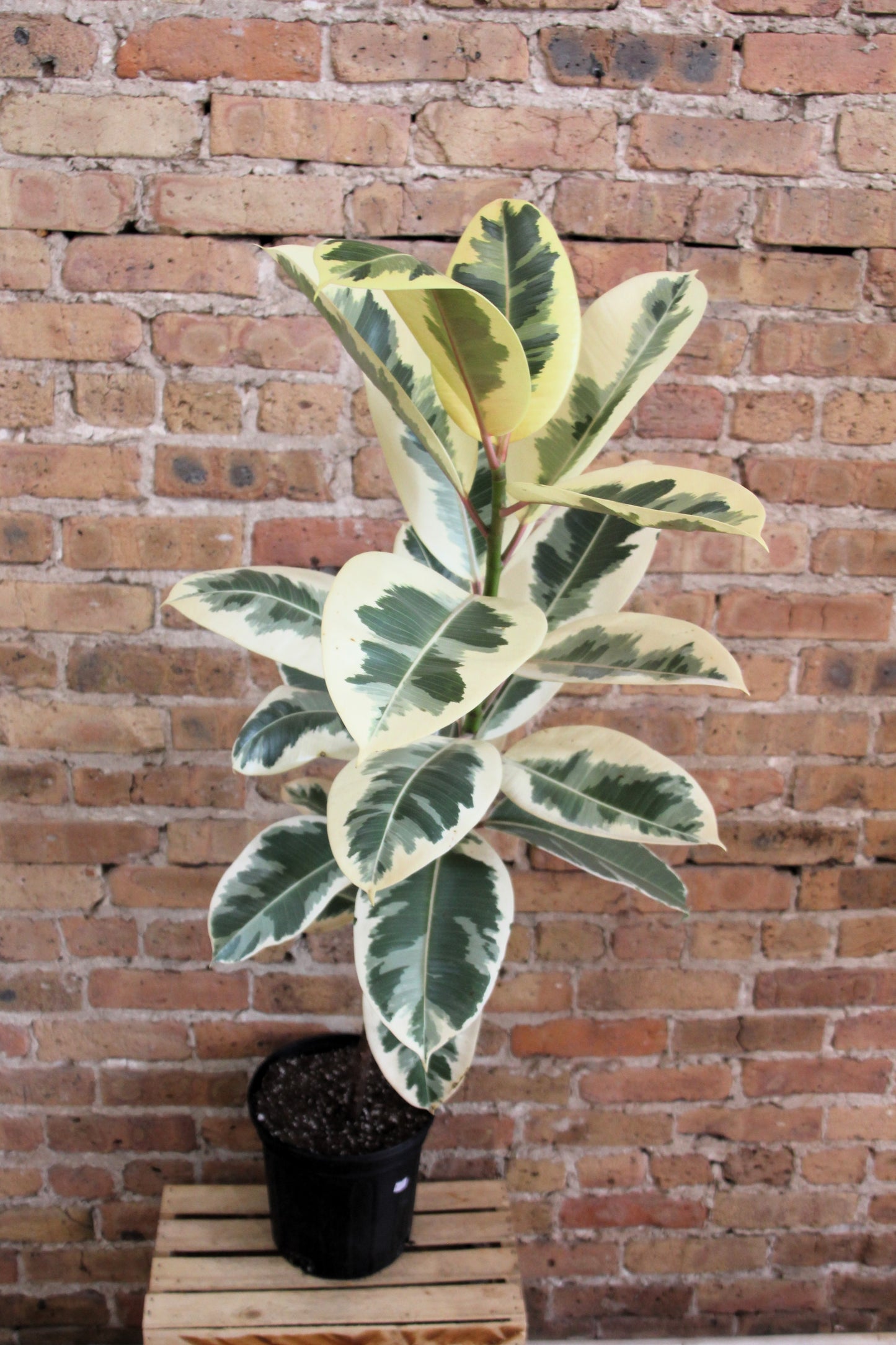 Ficus Tineke