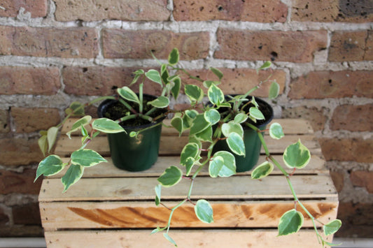 Peperomia Cupid