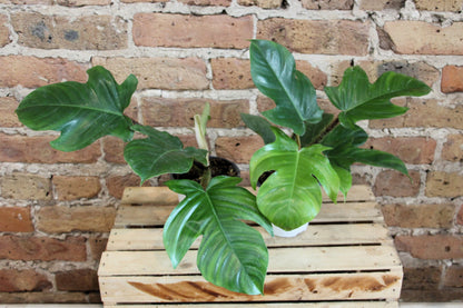 philodendron squamiferum red bristle Philodendron Squamiferum – Chicago Plants