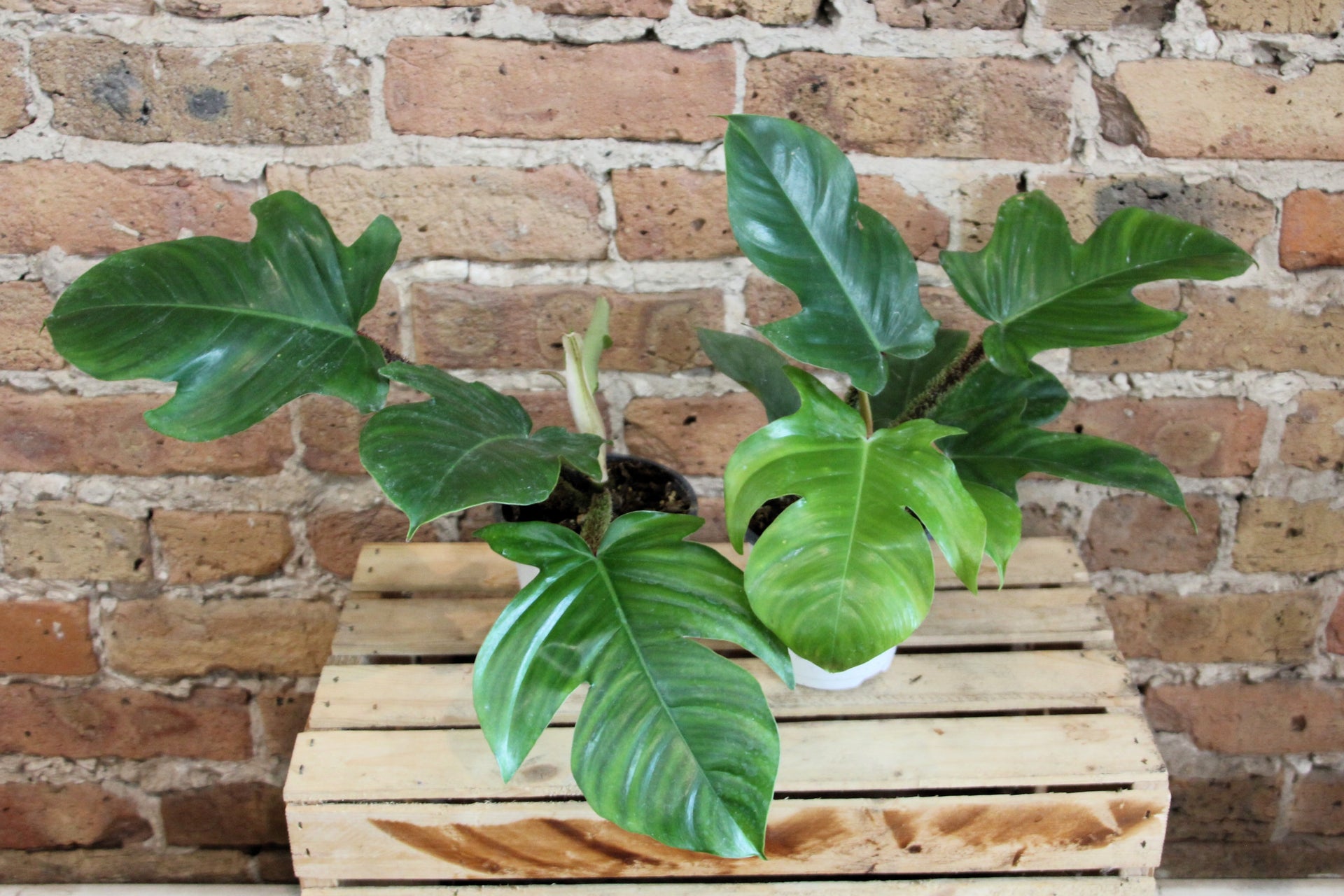 Philodendron Squamiferum – Chicago Plants