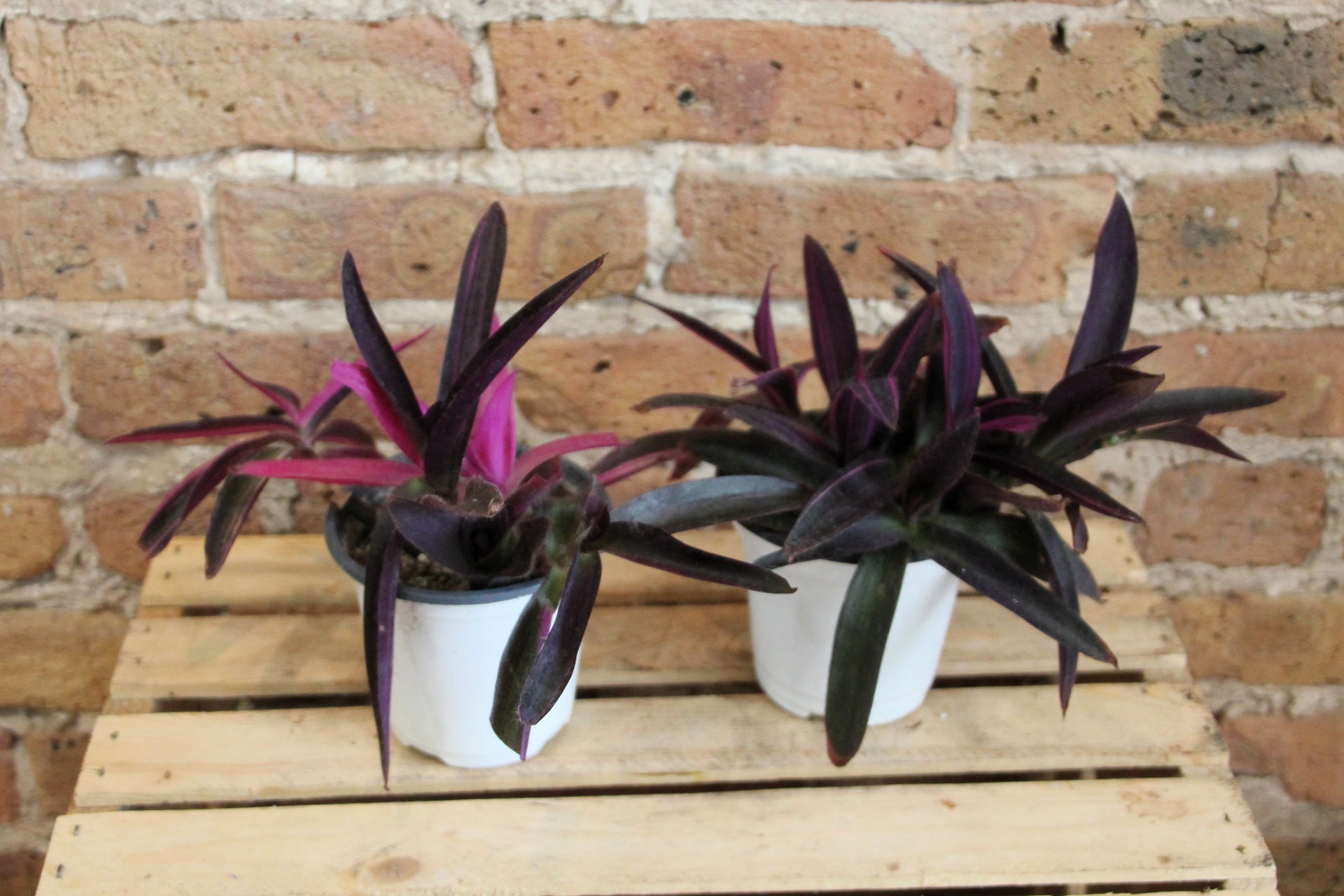 purple heart plant indoor Tradescantia Pallida 'Purple Heart' – Chicago Plants