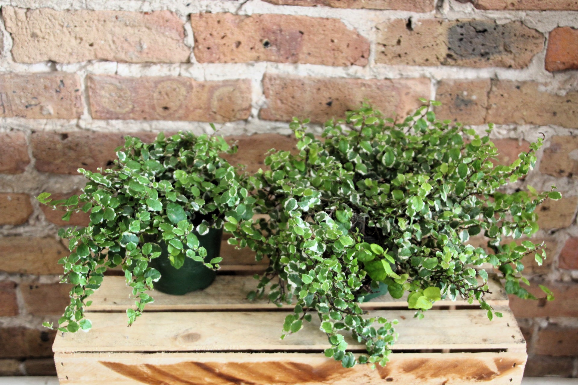 creeping fig hanging plant Ficus Pumila 'Creeping Fig' – Chicago Plants