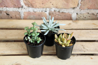 Succulents - Assorted