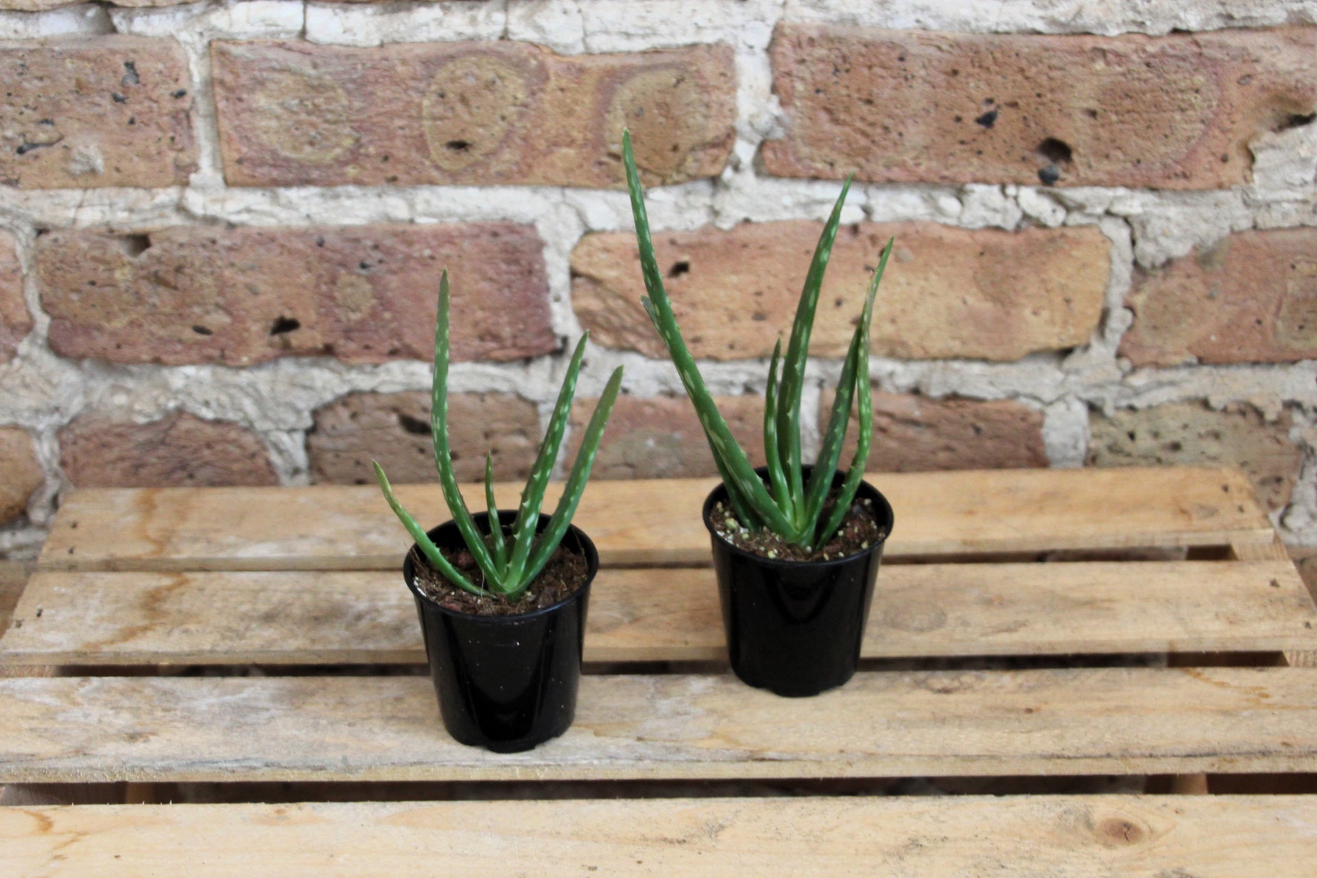 aloe vera snake plant Aloe Vera – Chicago Plants
