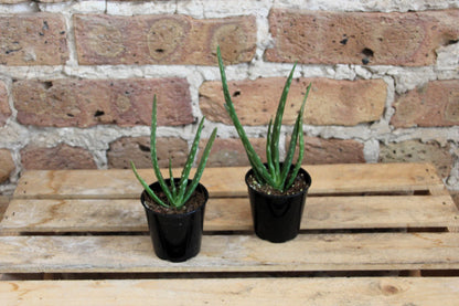 4 inch aloe vera plant Aloe Vera – Chicago Plants