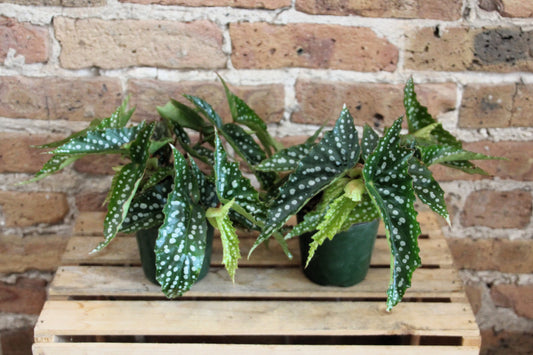 Begonia Coccinea 'Angel Wing'