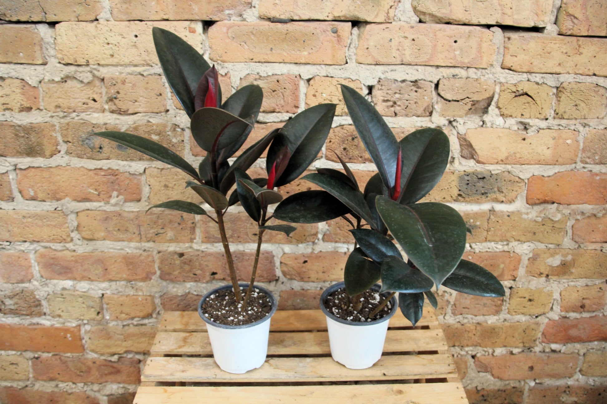 little old ant rubber tree plant Ficus Elastica Burgundy 'Rubber Tree' – Chicago Plants