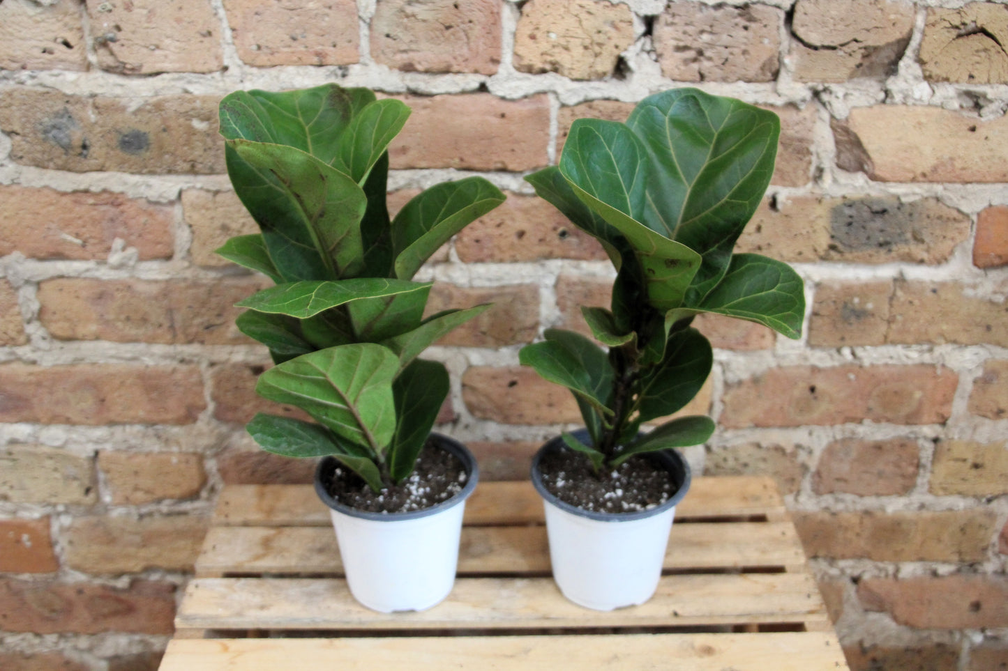 Ficus Lyrata 'Fiddle Leaf Fig'