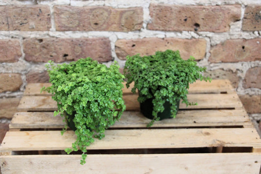 Pilea Glauca 'Baby Tears'