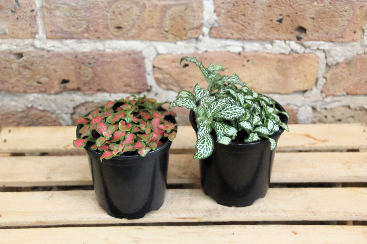 Fittonia Albivenis 'Nerve Plant'