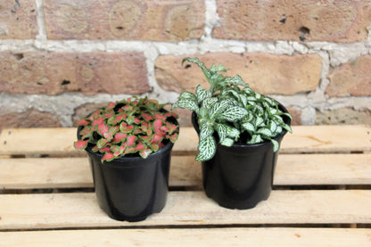 Fittonia Albivenis 'Nerve Plant'