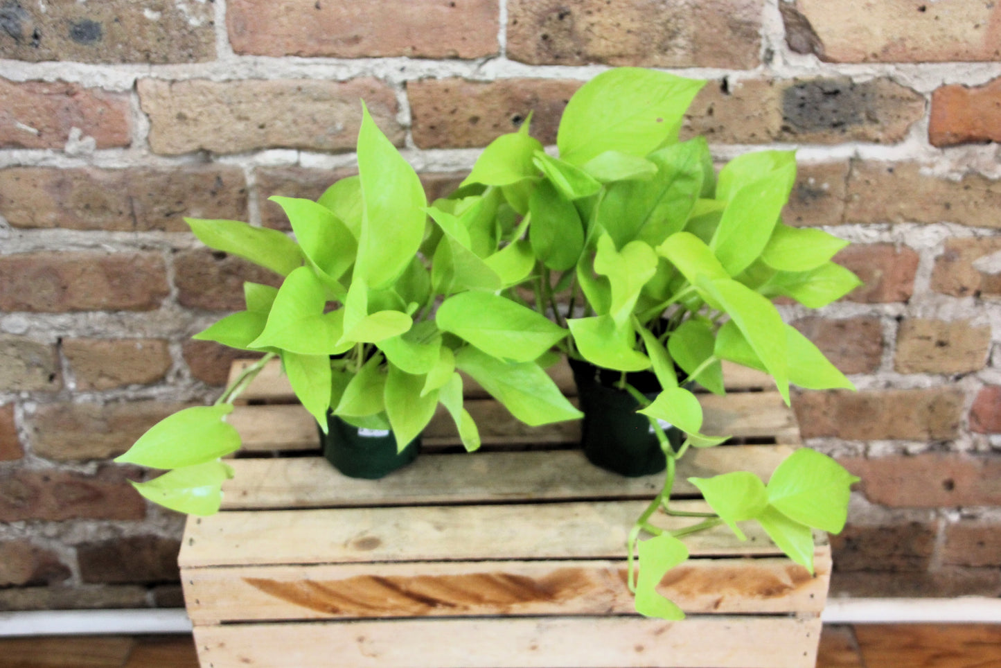 Pothos Neon