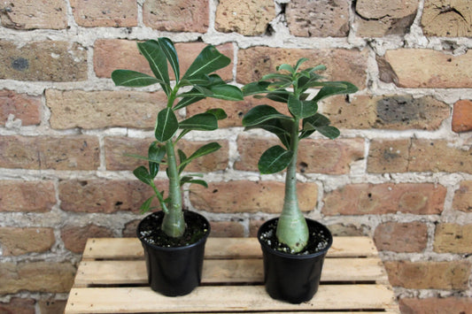 Adenium Obesum 'Desert Rose'