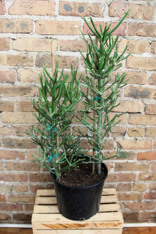 Euphorbia Tirucalli 'Pencil Cactus'