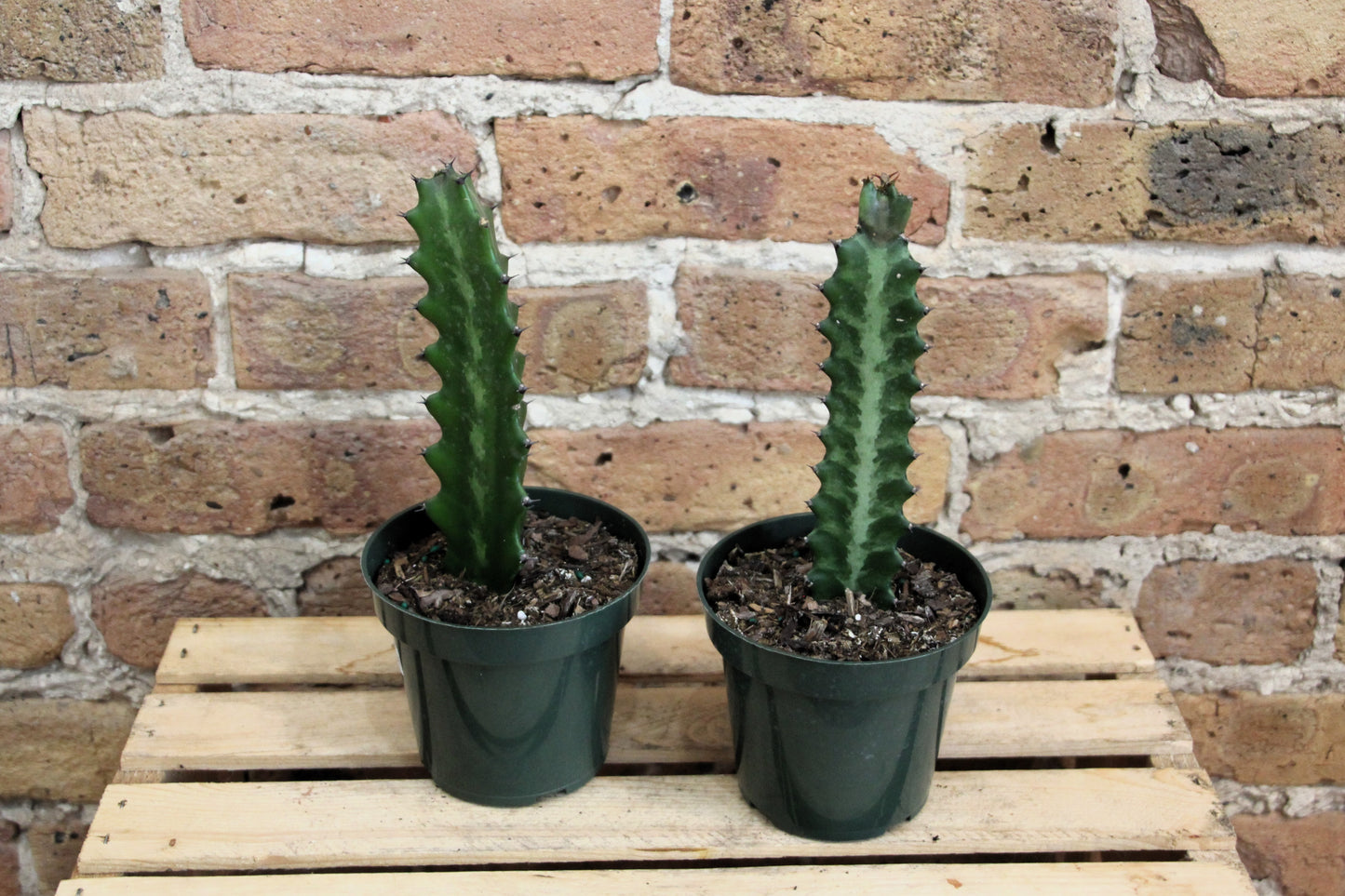 Euphorbia Lactea 'Dragon Bones'