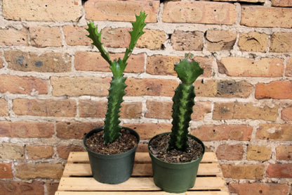 Euphorbia Lactea 'Dragon Bones'