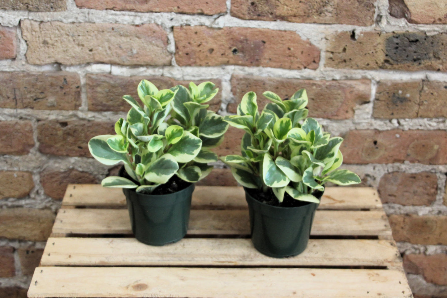 Peperomia Obtusifolia