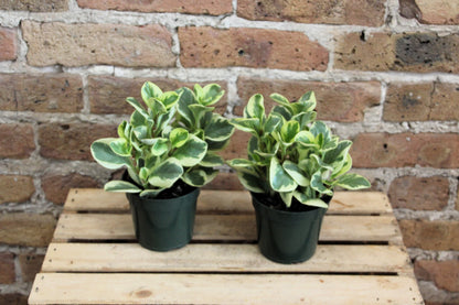 Peperomia Obtusifolia