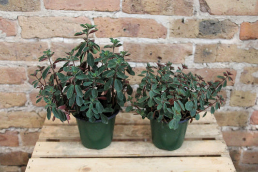 Peperomia Verticillata 'Red Log'