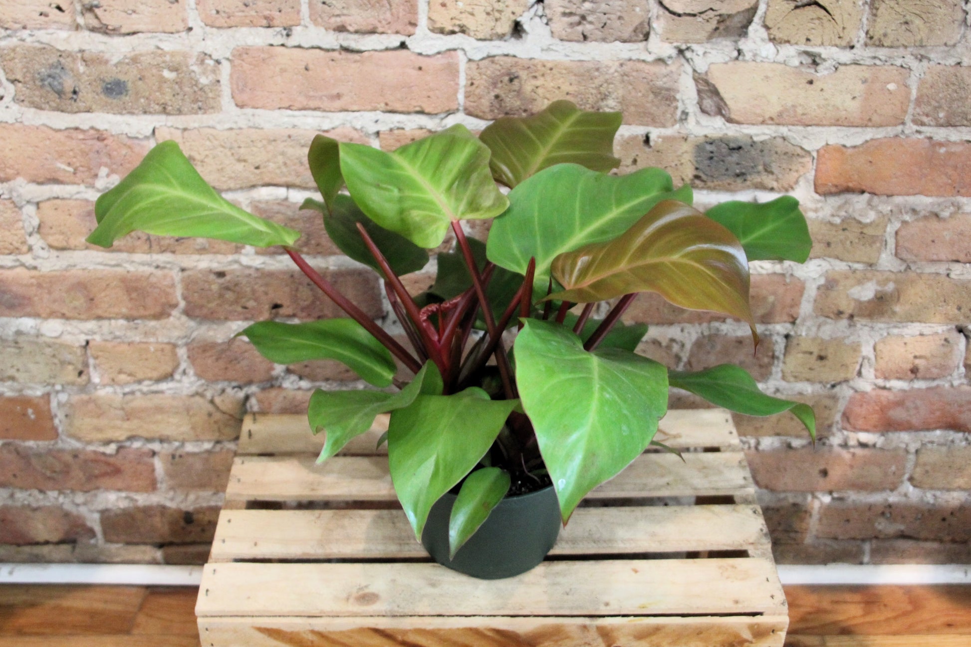 orange congo philodendron Philodendron Prince of Orange – Chicago Plants