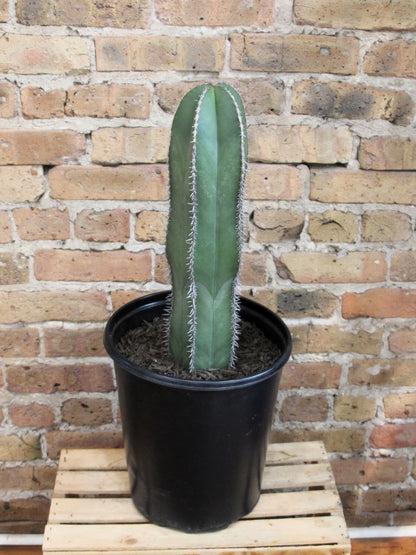 Mexican Fencepost Cactus - Lophocereus Marginatus